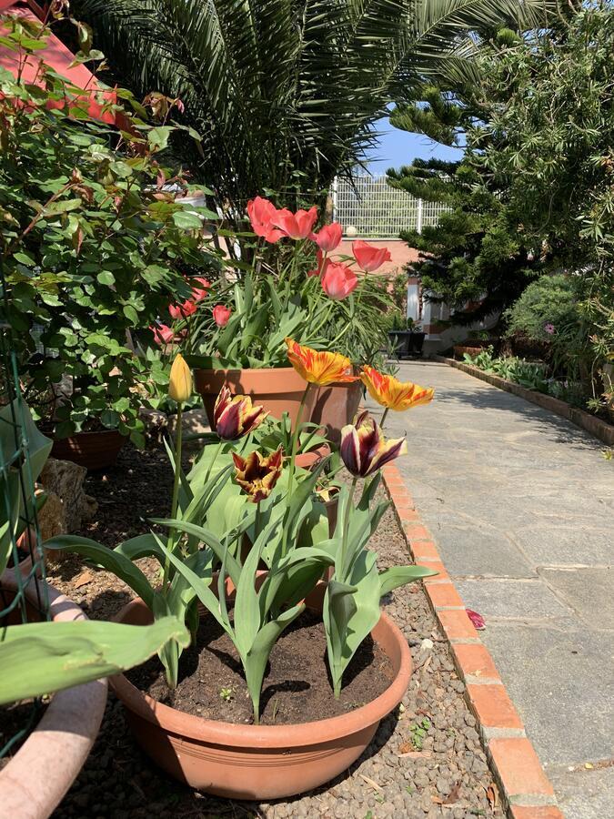 Resort Dependance Di Villa Rosa Maria سافونا المظهر الخارجي الصورة
